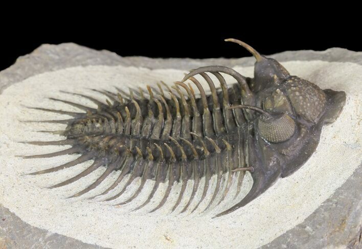 Spiny Comura Trilobite - Exceptional Specimen #65820